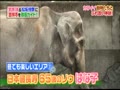 ネプの超法則!! 冬の吉祥寺を楽しむ“恋の超法則ツアー” 無料動画~2012年12月8日